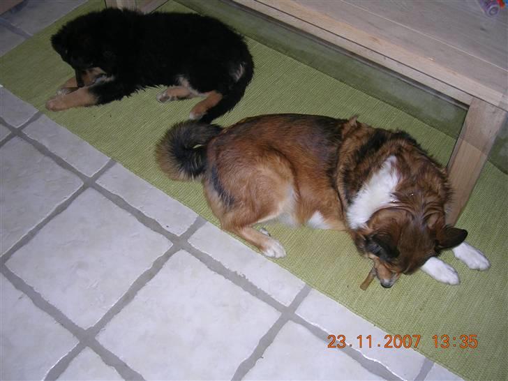 Blanding af racer Aris <3 - Aris & Liva spiser ben...... billede 11