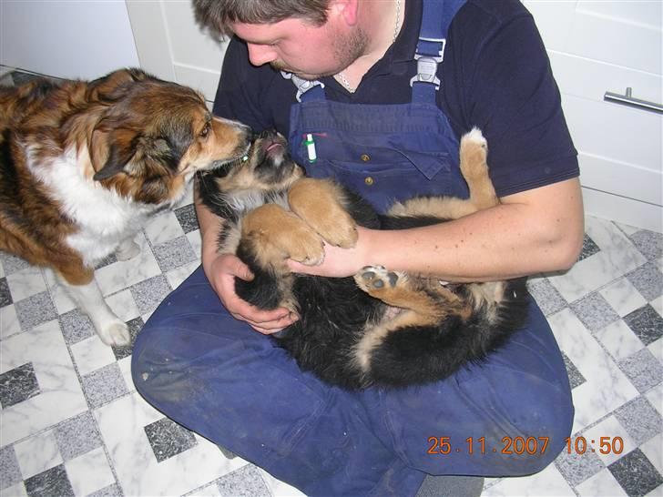 Blanding af racer Aris <3 - Allan sammen med Aris & Liva...... billede 12