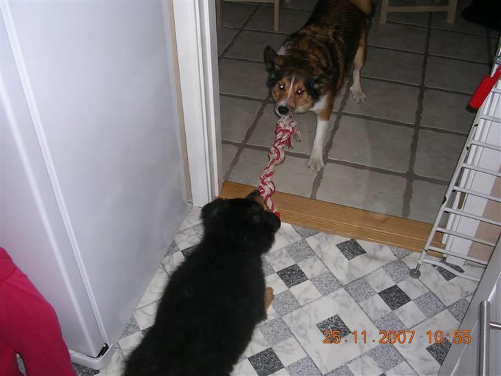 Blanding af racer Aris <3 - Hvem vinder ? billede 13