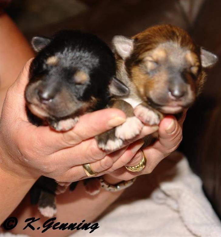 Blanding af racer Aris <3 - Aris.... nyfødt sammen med en af sine søskende.... billede 14