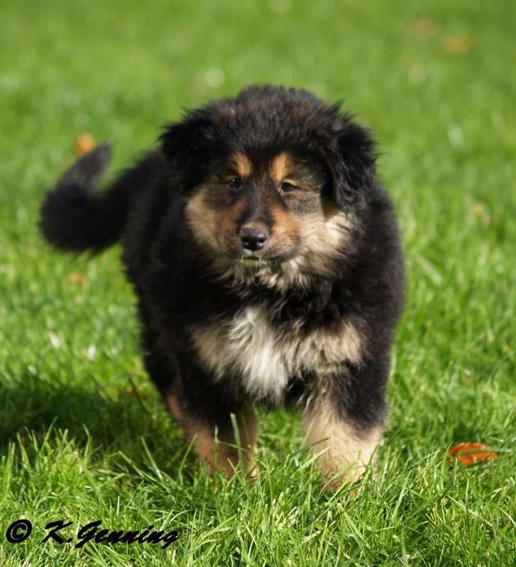 Blanding af racer Aris <3 - dejlige Aris.... billede 15