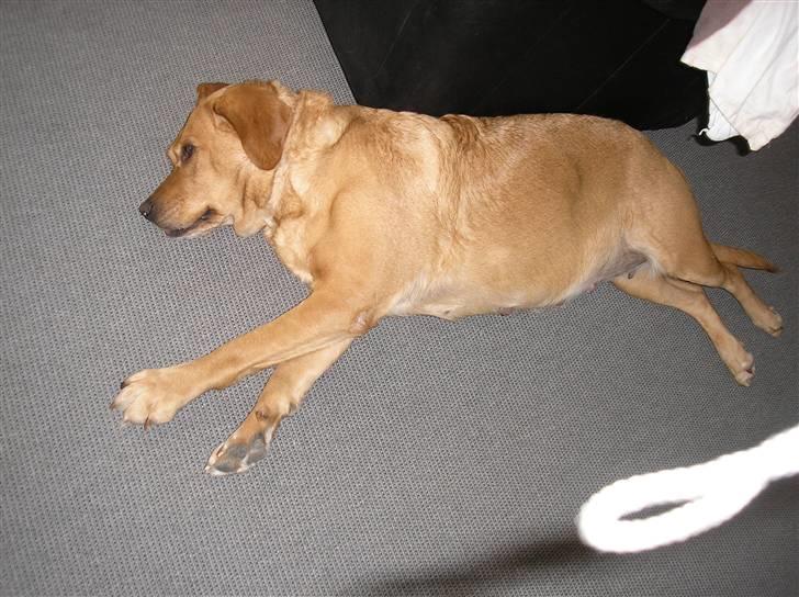 Blanding af racer joppe <33 billede 15