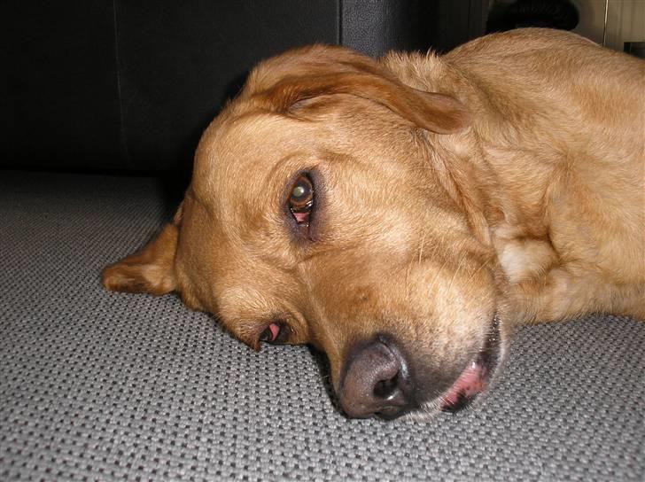 Blanding af racer joppe <33 billede 16