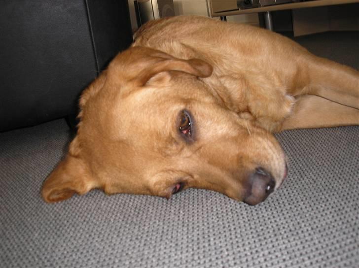 Blanding af racer joppe <33 billede 17