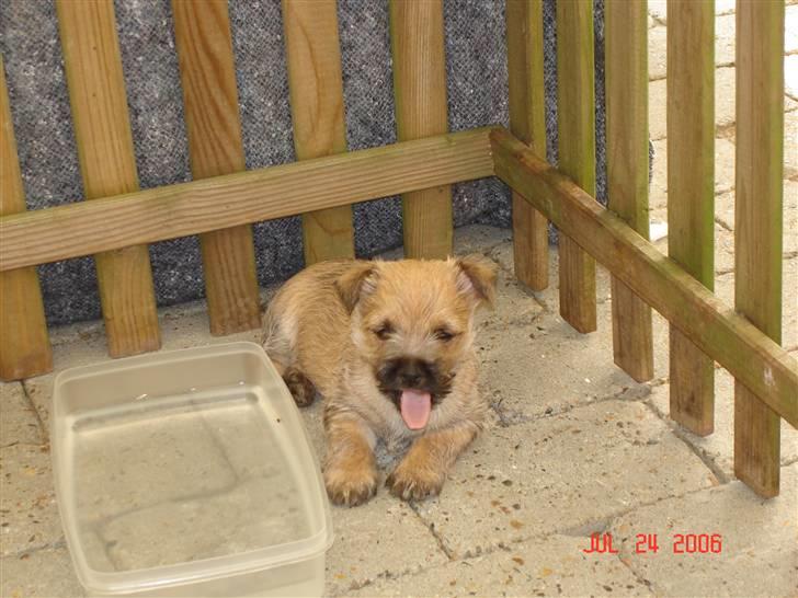 Cairn terrier Rocky - han er kun hvalp på de her billeder kommer snart nye. billede 1