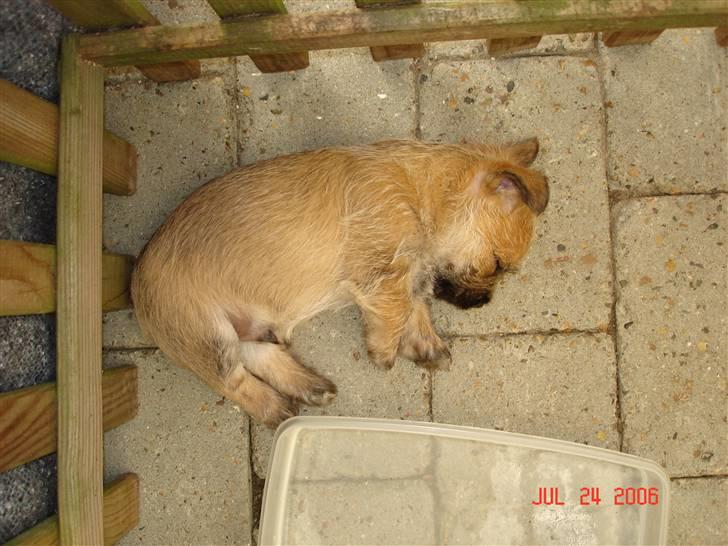 Cairn terrier Rocky billede 2