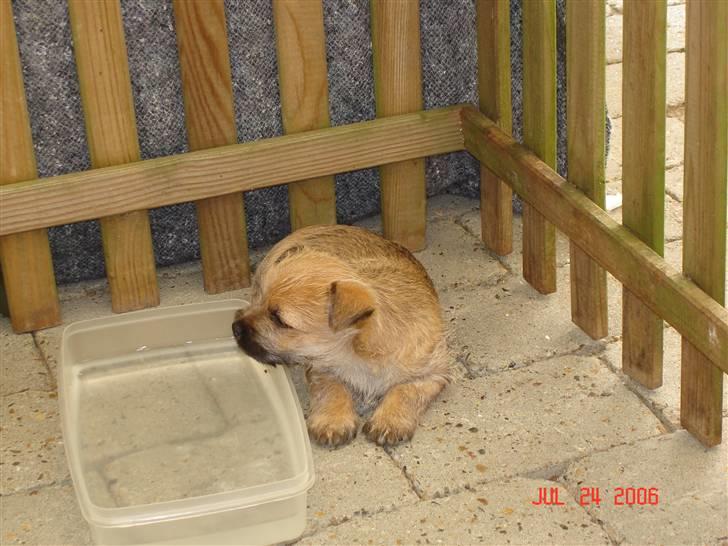 Cairn terrier Rocky billede 3