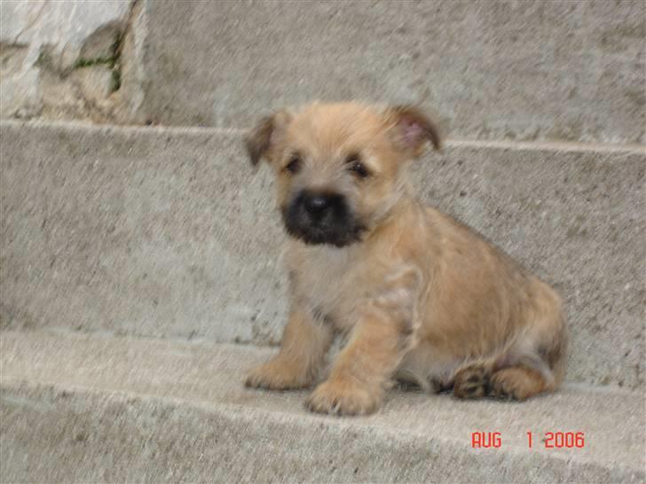 Cairn terrier Rocky billede 4