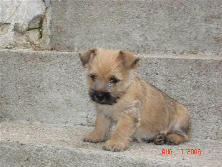 Cairn terrier Rocky billede 5