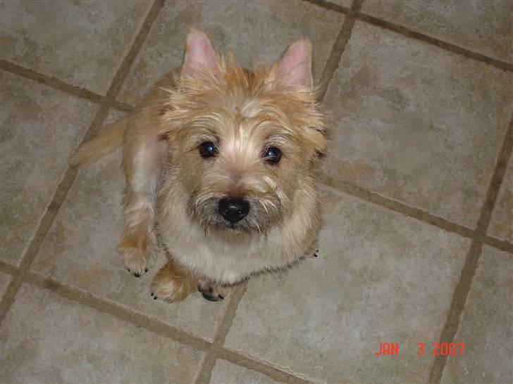 Cairn terrier Rocky billede 6