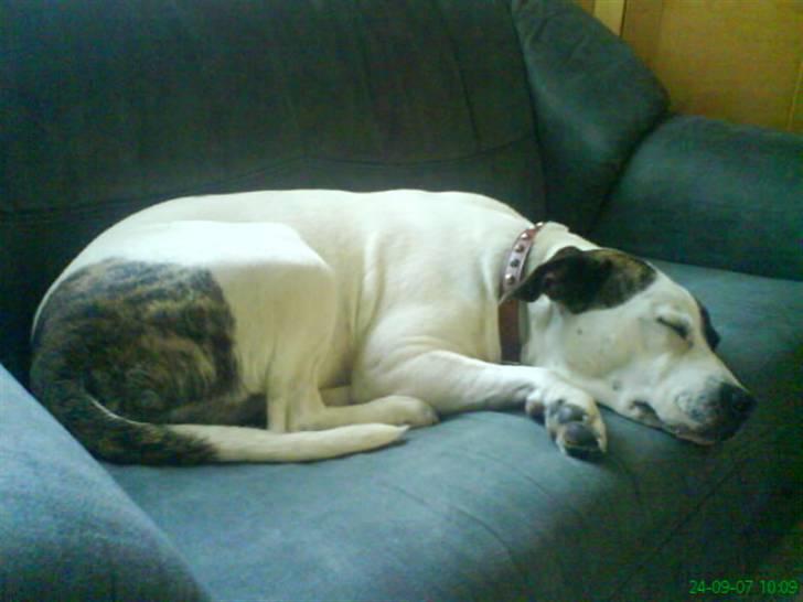 Blanding af racer Frida - Sovetryne! billede 2