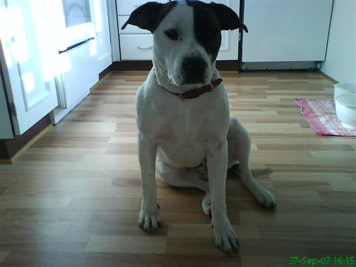 Blanding af racer Frida - Så fin jeg var, første dag hos min nye familie c",)! billede 3