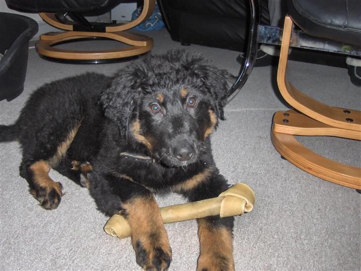 Blanding af racer bella - mit første køb ben hihi billede 1