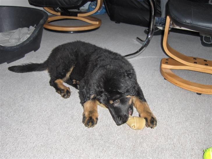 Blanding af racer bella billede 2