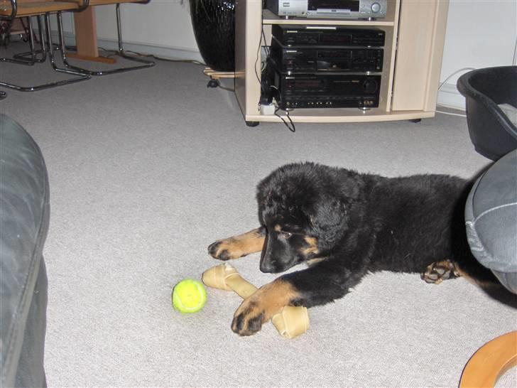 Blanding af racer bella billede 3