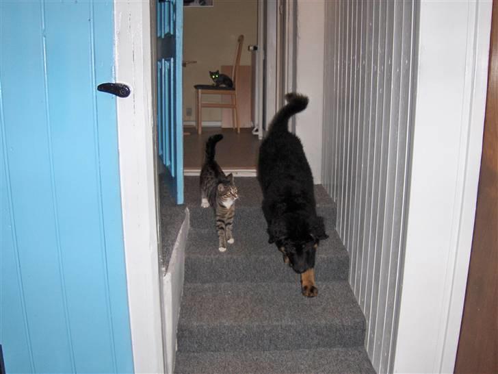 Blanding af racer bella - hvem kommer først til maden billede 4