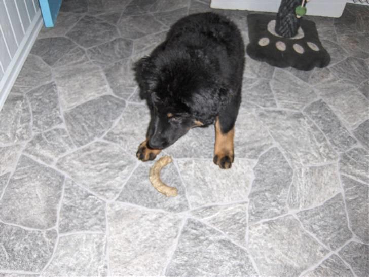 Blanding af racer bella billede 5