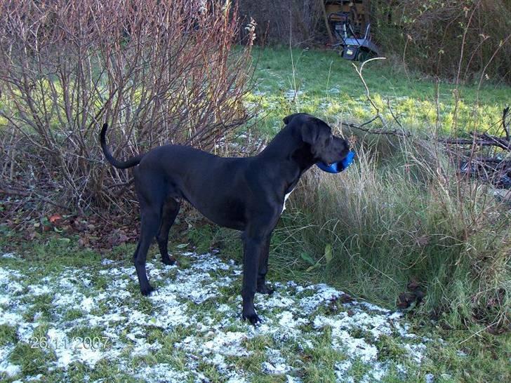 Blanding af racer Holger *Himmelhund* billede 3