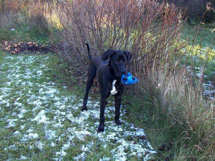 Blanding af racer Holger *Himmelhund* billede 4