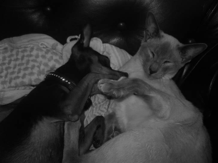 Prazsky krysarik Oskar Himmelhund <3 - Arh . Hvor hyggeligt . billede 3