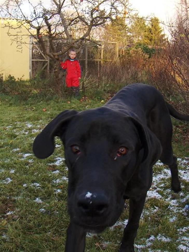 Blanding af racer Holger *Himmelhund* billede 5