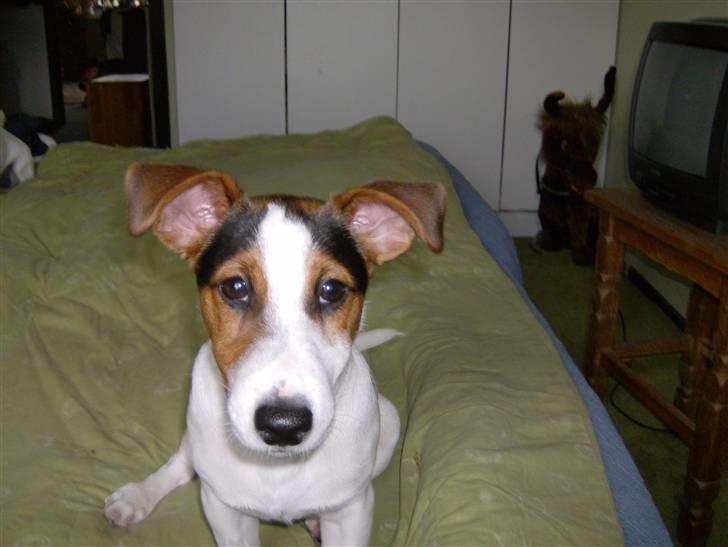 Jack russell terrier Illum's Eskild billede 11