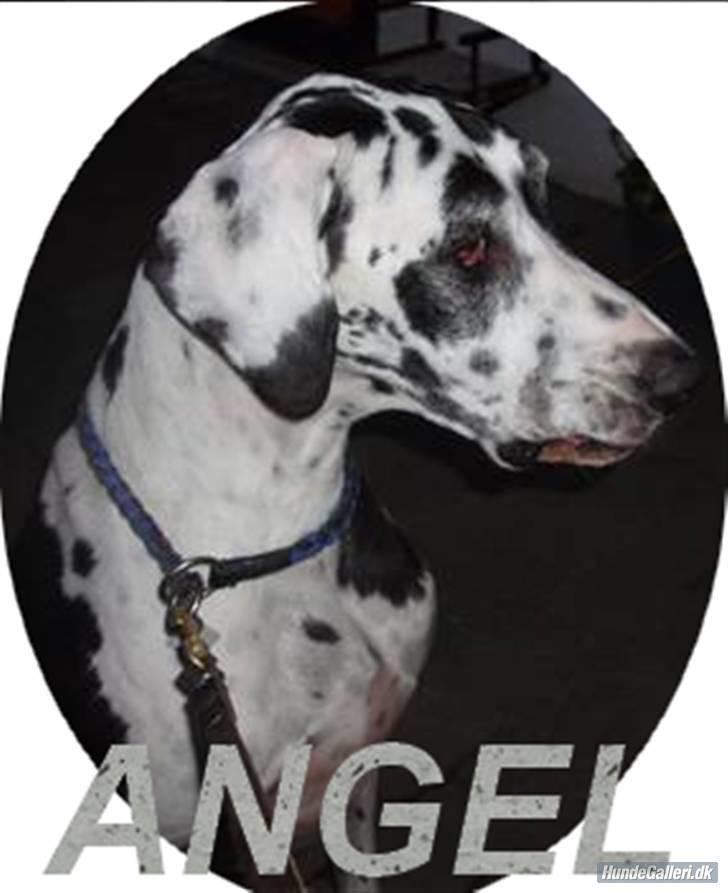 Grand danois angel - ude skøndt  billede 1