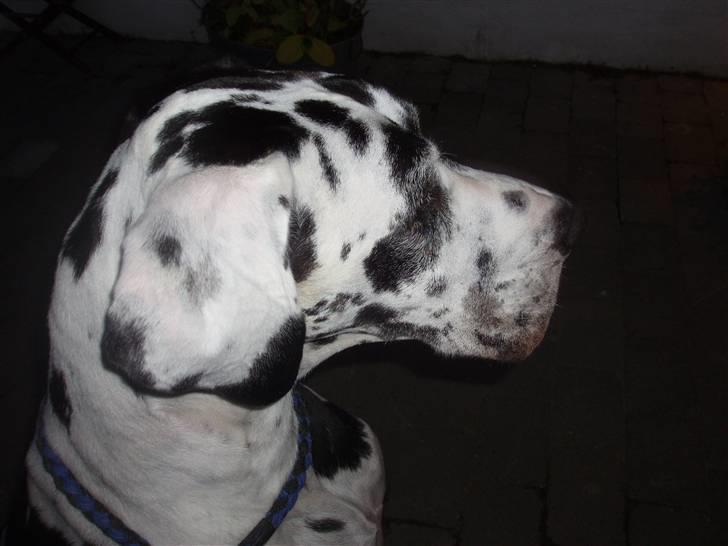 Grand danois angel - hvad er det der er der henne¨:-) billede 2