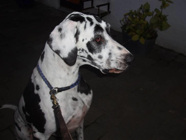 Grand danois angel - så kig dog på mig alle hunde jeg er bare for sej billede 3