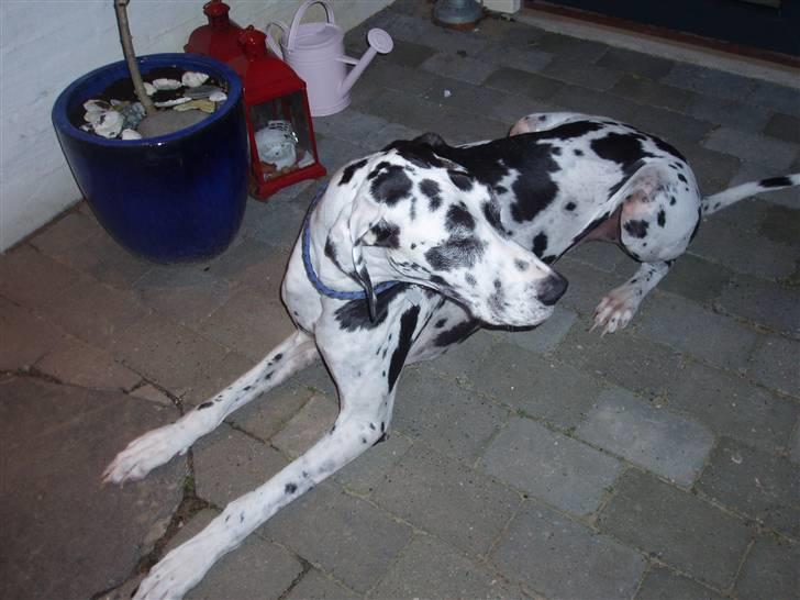 Grand danois angel - se lige det der er der henne<´3 billede 4