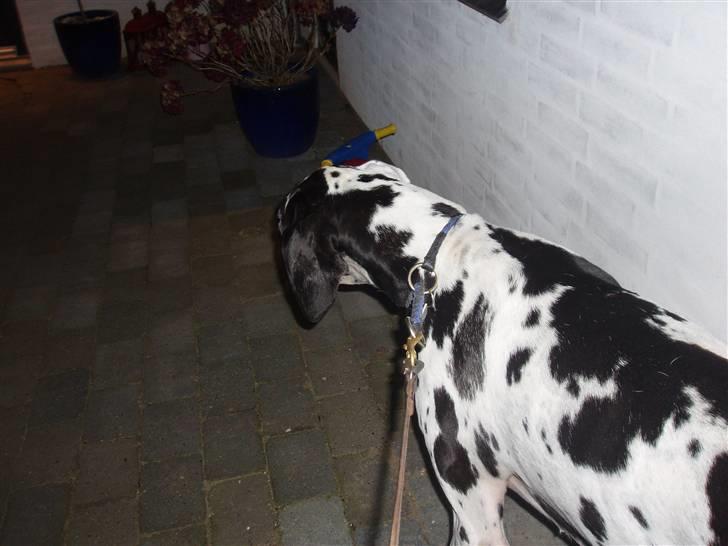 Grand danois angel - jeg vil væk nuu hih billede 5