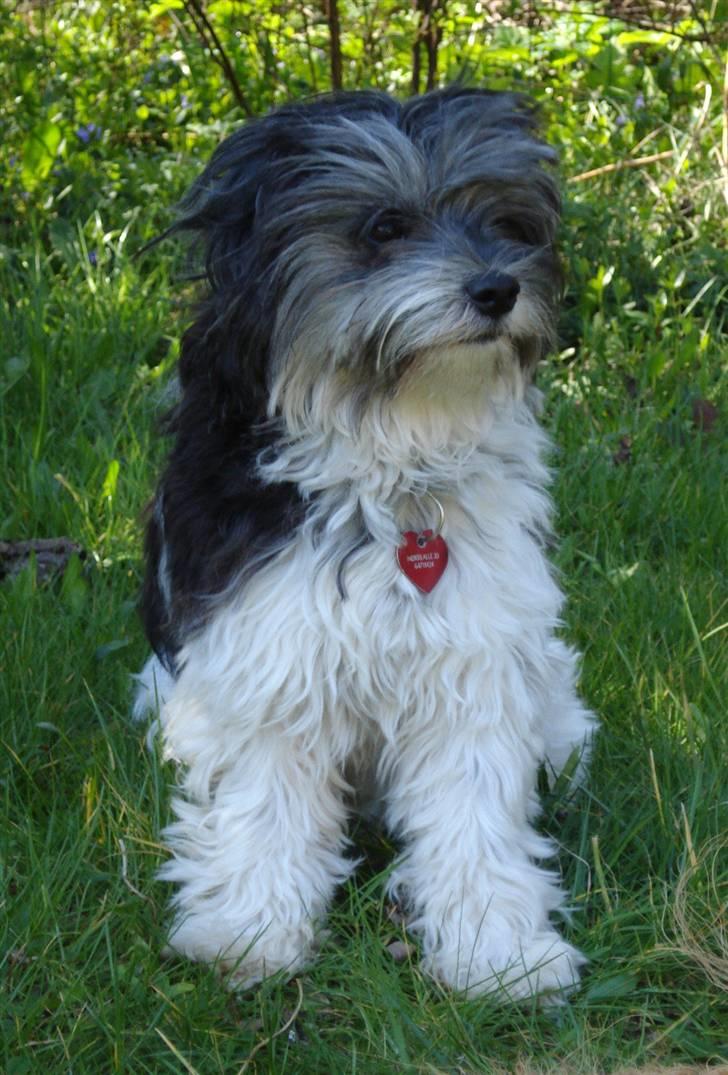 Løwchen Max - September 2007 billede 6