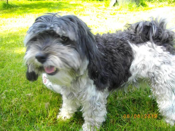 Løwchen Max - November 2007 billede 7