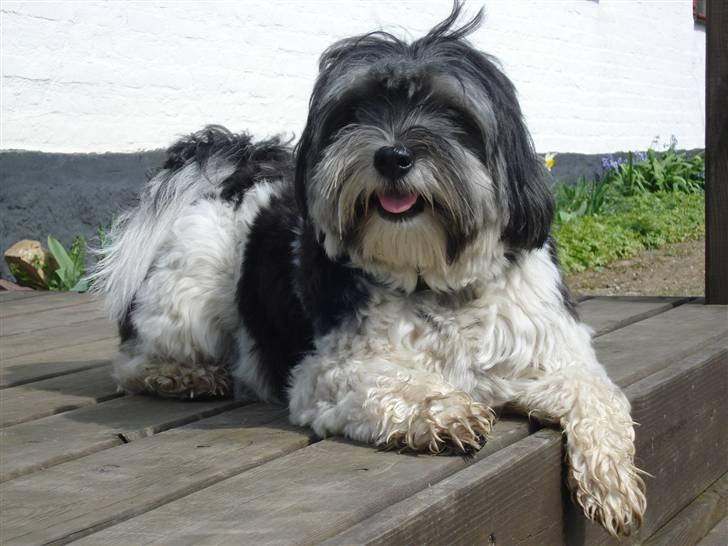 Løwchen Max - November 2007 billede 8