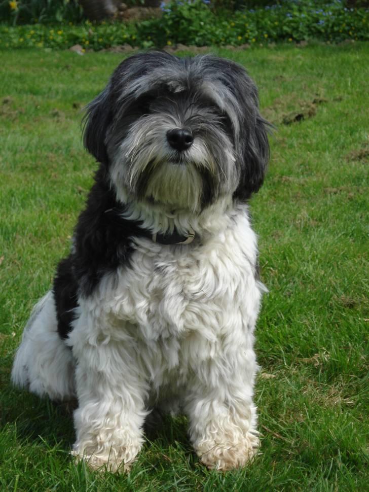 Løwchen Max - gåtur november 2008 billede 9