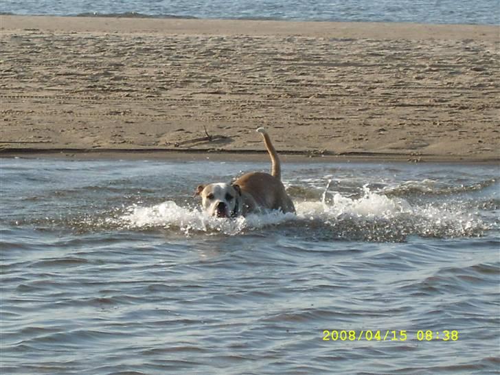 Amerikansk bulldog Bono R.I.P 2007- 2010 billede 6