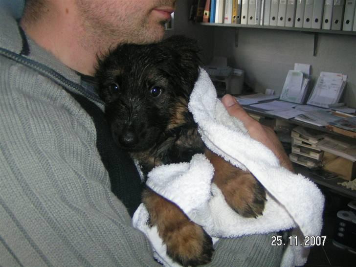 Schæferhund Odin R.I.P. - har lige været i bad. det kunne jeg ikke så godt li billede 10