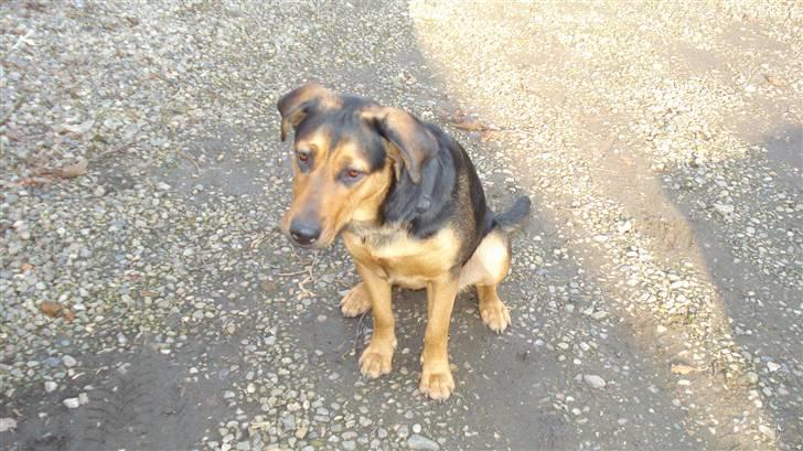 Blanding af racer Freja billede 8