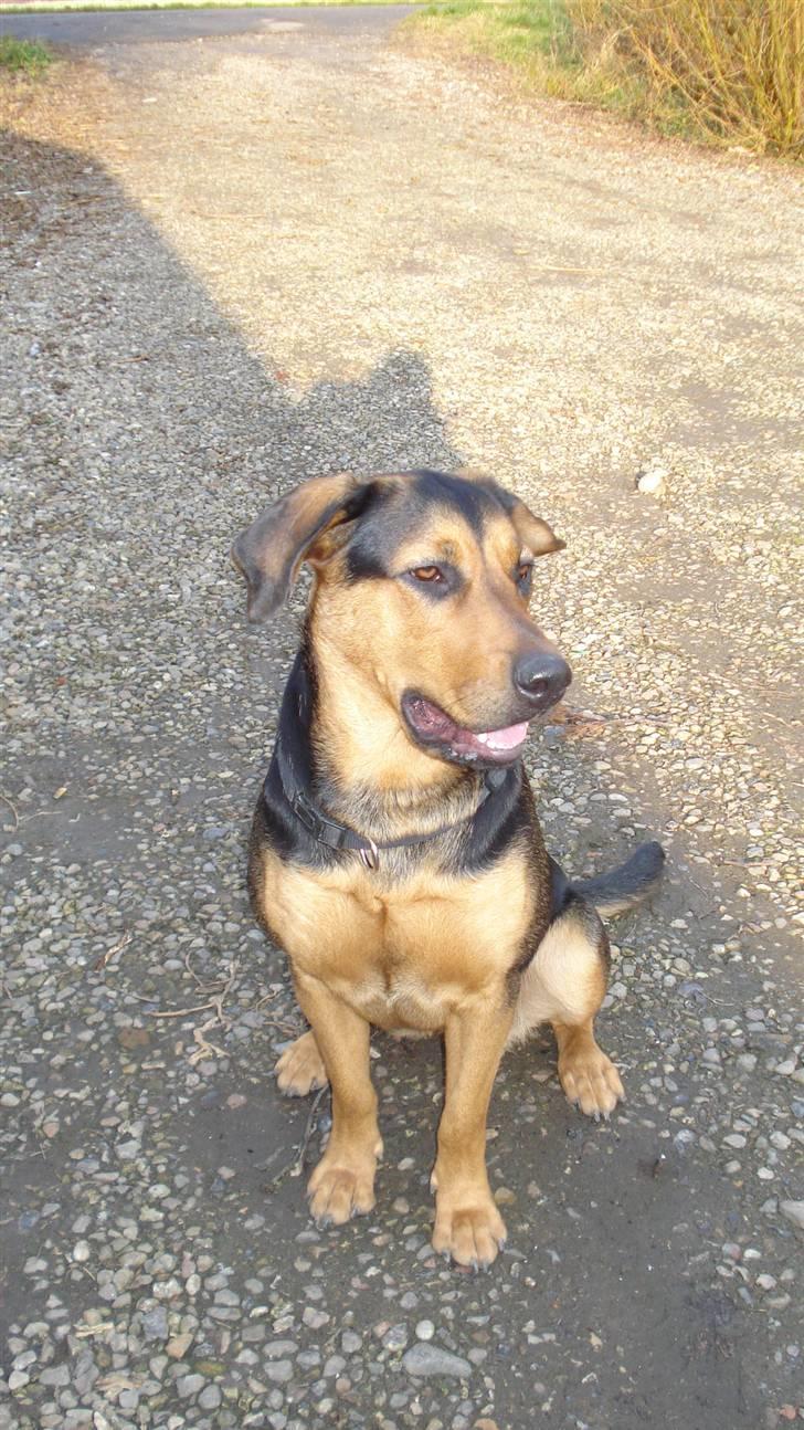 Blanding af racer Freja billede 9