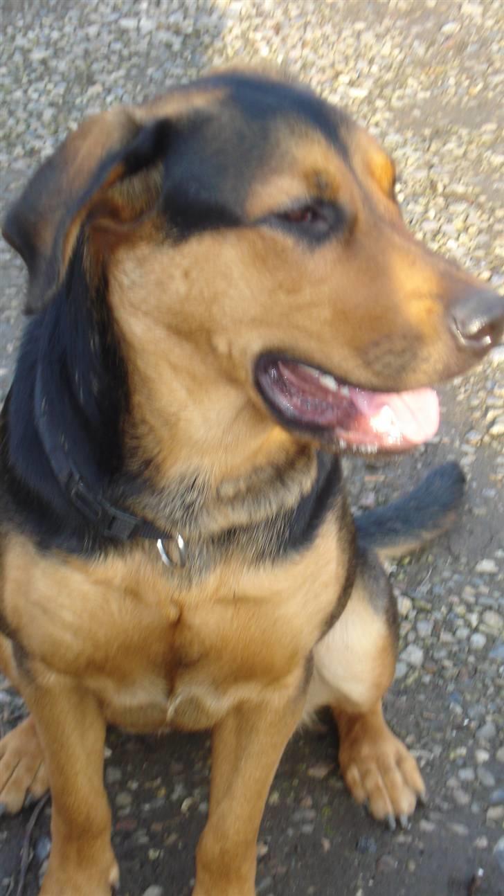 Blanding af racer Freja billede 10