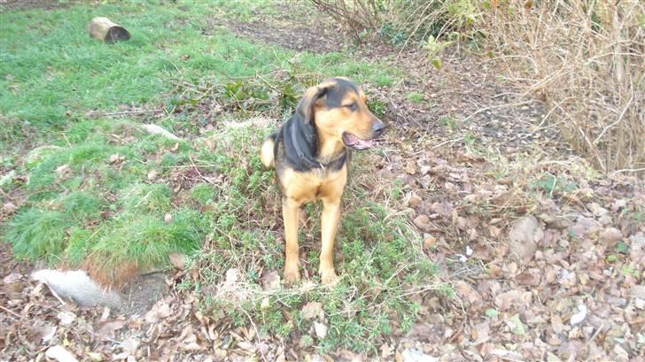 Blanding af racer Freja billede 11