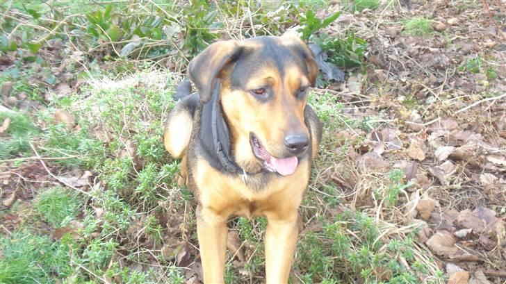 Blanding af racer Freja billede 12