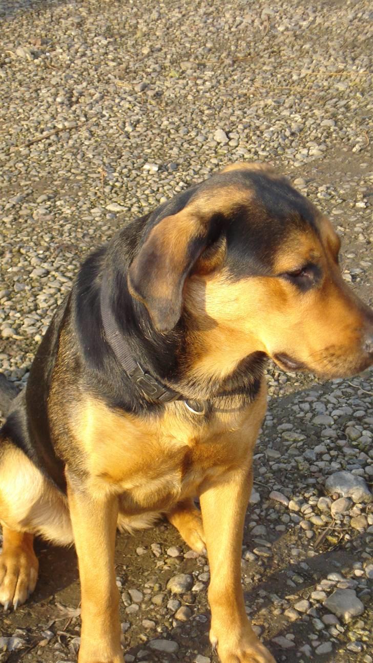 Blanding af racer Freja billede 13