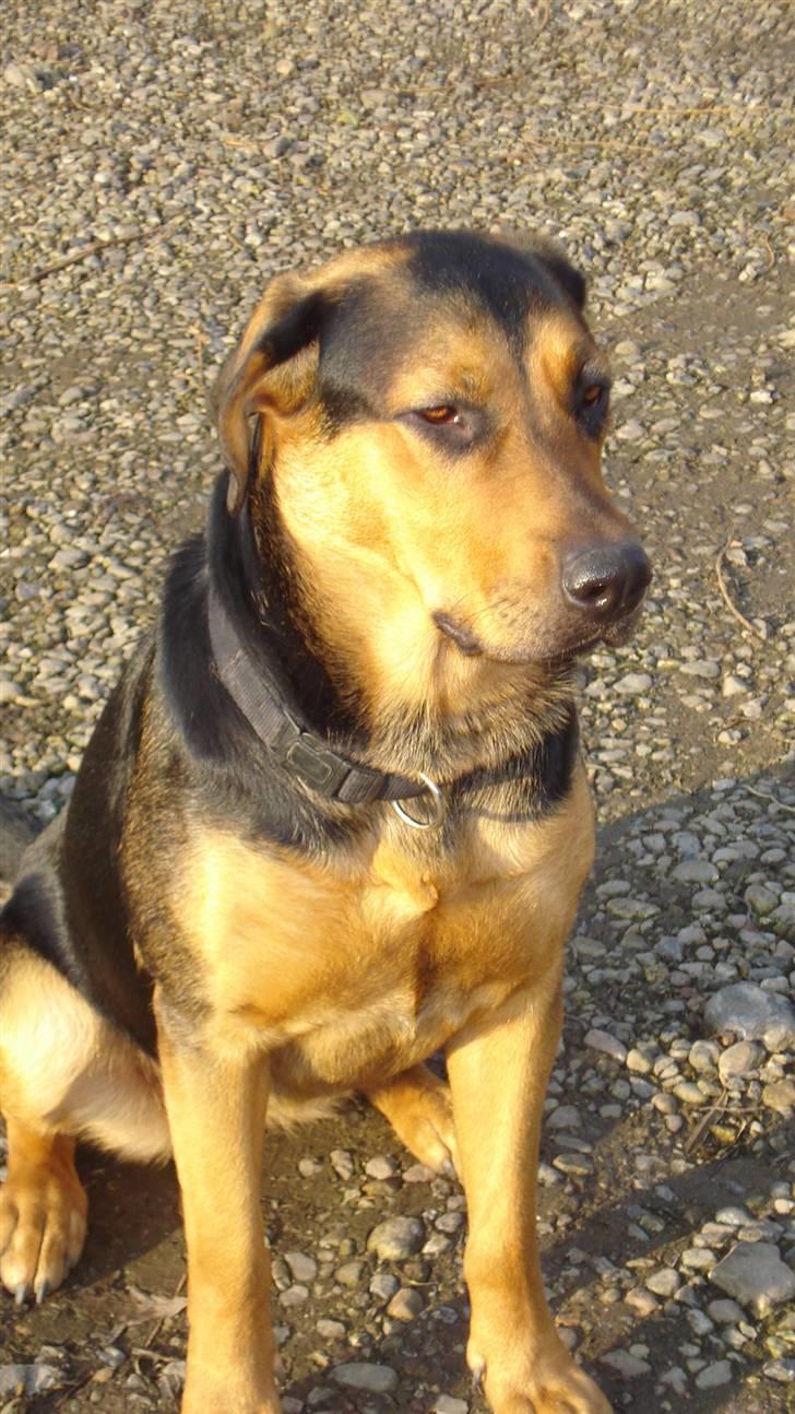 Blanding af racer Freja billede 14