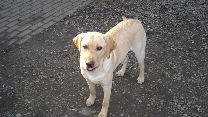 Labrador retriever Sparta billede 7