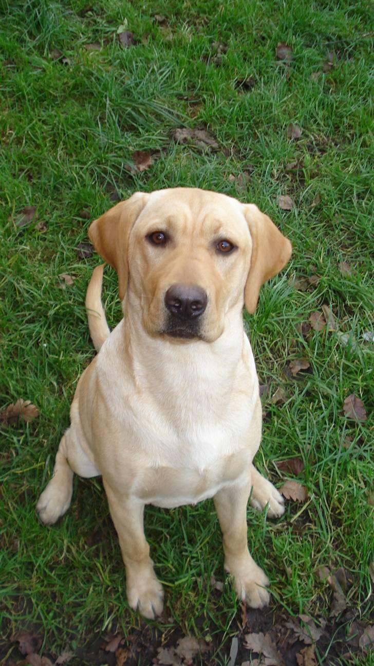 Labrador retriever Sparta billede 8