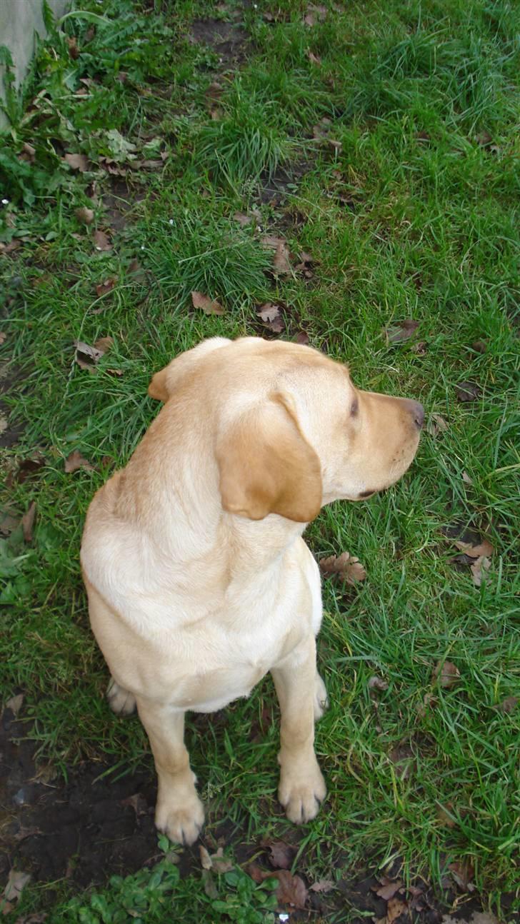 Labrador retriever Sparta billede 9