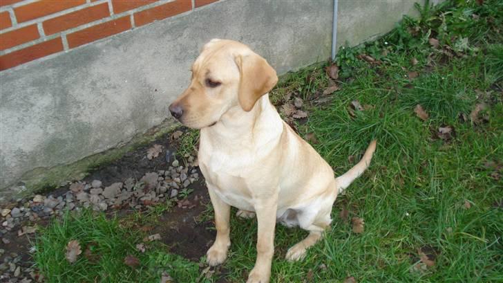 Labrador retriever Sparta billede 10