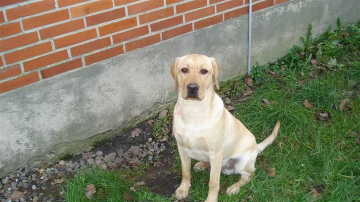 Labrador retriever Sparta billede 11