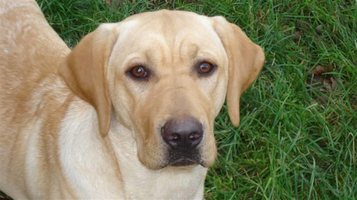 Labrador retriever Sparta billede 12